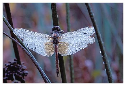 ../Images/dragonfly10.jpg