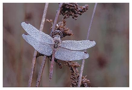../Images/dragonfly11.jpg