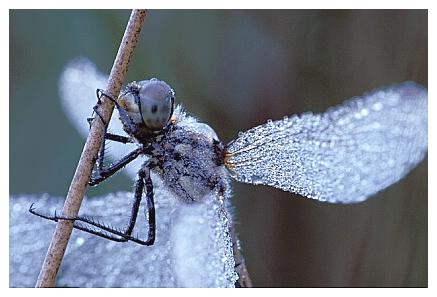 ../Images/dragonfly16.jpg