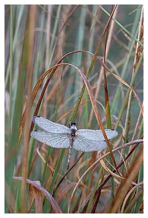 ../Images/dragonfly19.jpg