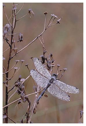 ../Images/dragonfly21.jpg
