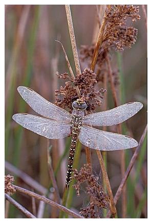 ../Images/dragonfly22.jpg
