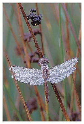 ../Images/dragonfly24.jpg