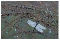 Thumbs/tn_dragonfly01.jpg