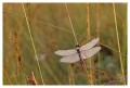 Thumbs/tn_dragonfly04.jpg