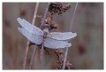 Thumbs/tn_dragonfly11.jpg