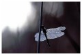 Thumbs/tn_dragonfly15.jpg