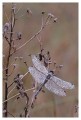 Thumbs/tn_dragonfly21.jpg