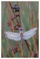 Thumbs/tn_dragonfly24.jpg