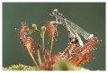 Thumbs/tn_dragonfly28.jpg