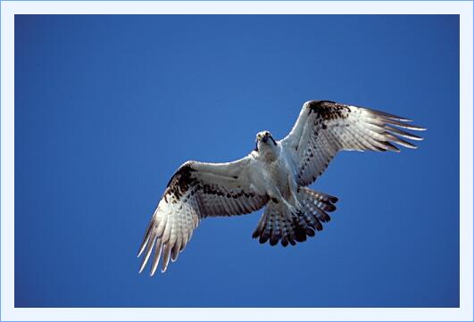 ../Images/fisch03.jpg