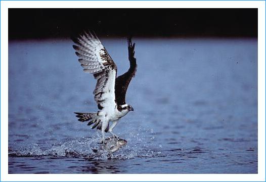 ../Images/fisch05.jpg