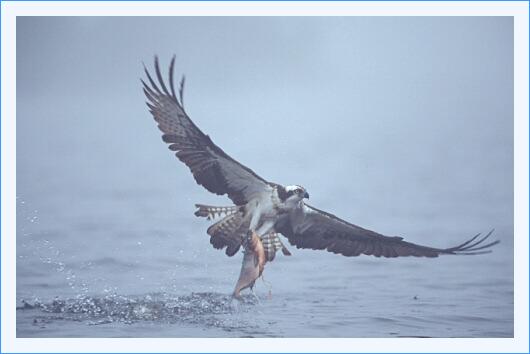 ../Images/fisch07.jpg