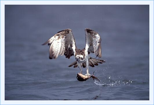 ../Images/fisch08.jpg