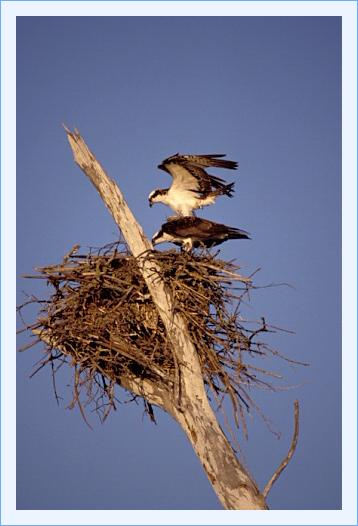 ../Images/fisch10.jpg