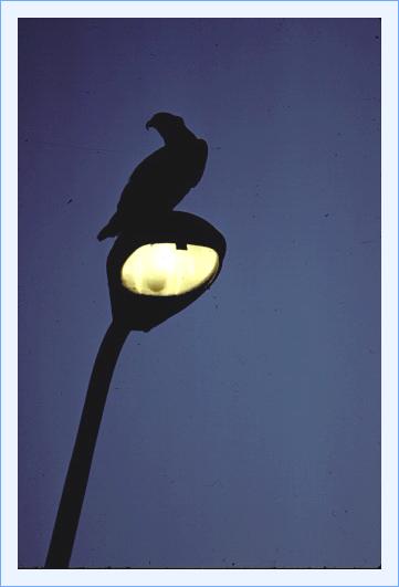 ../Images/fisch12.jpg