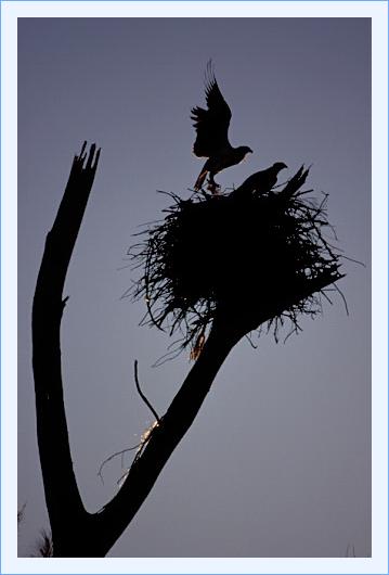 ../Images/fisch17.jpg