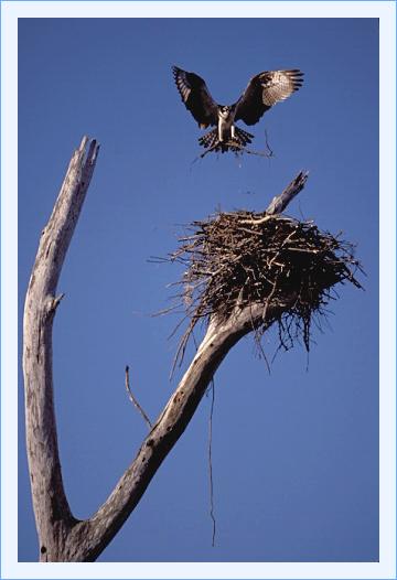 ../Images/fisch26.jpg