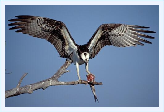 ../Images/fisch34.jpg