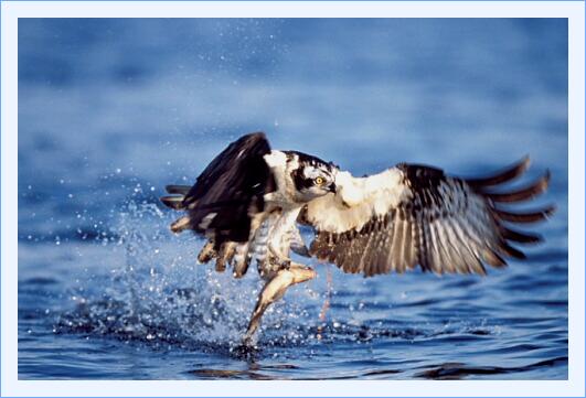 ../Images/fisch35.jpg