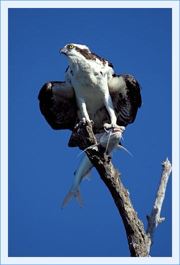 ../Images/fisch40.jpg