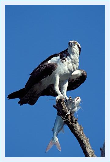 ../Images/fisch45.jpg