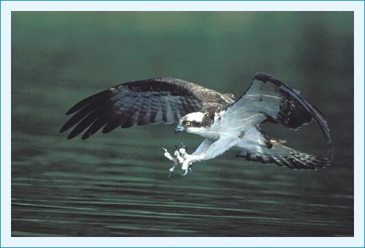 ../Images/fisch58.jpg