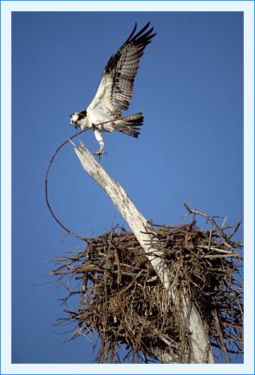 ../Images/fisch60.jpg