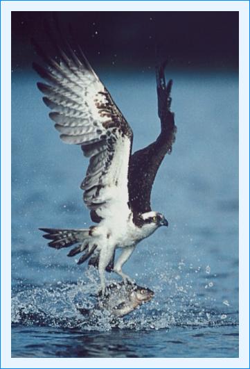 ../Images/fisch61.jpg