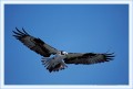 Thumbs/tn_fisch02.jpg