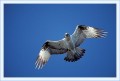 Thumbs/tn_fisch03.jpg