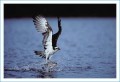 Thumbs/tn_fisch05.jpg