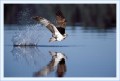 Thumbs/tn_fisch06.jpg