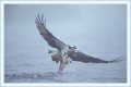 Thumbs/tn_fisch07.jpg