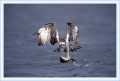 Thumbs/tn_fisch08.jpg