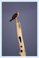 Thumbs/tn_fisch14.jpg