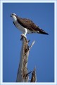 Thumbs/tn_fisch44.jpg