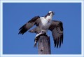 Thumbs/tn_fisch46.jpg