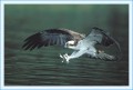 Thumbs/tn_fisch58.jpg