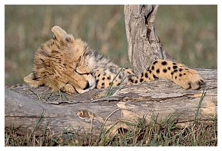 ../Images/gepard01.jpg