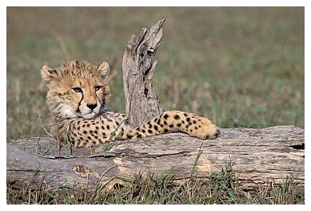 ../Images/gepard02.jpg