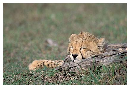 ../Images/gepard03.jpg