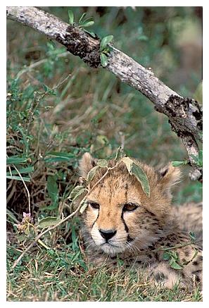 ../Images/gepard04.jpg