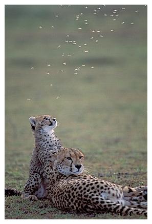 ../Images/gepard05.jpg