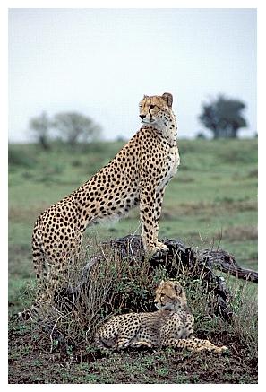 ../Images/gepard06.jpg