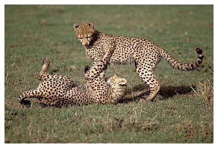 ../Images/gepard07.jpg