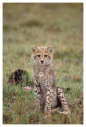 ../Images/gepard08.jpg