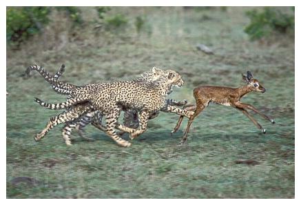 ../Images/gepard10.jpg