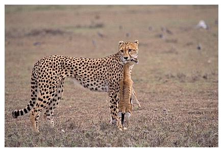 ../Images/gepard13.jpg