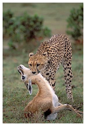 ../Images/gepard14.jpg